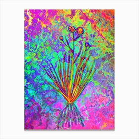 Blue Corn Lily Botanical in Acid Neon Pink Green and Blue n.0075 Canvas Print