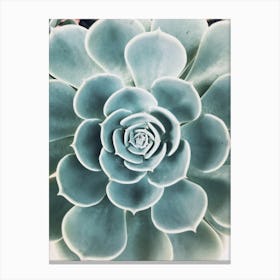 Blue Succulent Petals Canvas Print