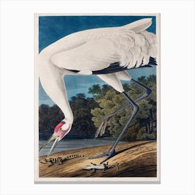 Vintage Audubon 1 Hooping Crane Canvas Print