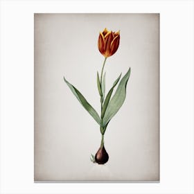 Vintage Tulip Botanical on Parchment n.0035 Canvas Print