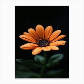 Orange Flower 21 Canvas Print