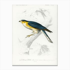 Eurasian Sparrowhawk (Accipiter Nisus), Charles Dessalines D' Orbigny Canvas Print