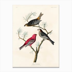 Pine Grosbeak, Birds Of America, John James Audubon Canvas Print