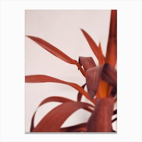 Red Yucca Canvas Print