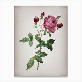 Vintage Provence Rose Botanical on Parchment n.0779 Canvas Print