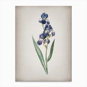 Vintage Dalmatian Iris Botanical on Parchment n.0532 Canvas Print
