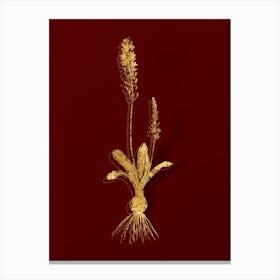Vintage Scilla Obtusifolia Botanical in Gold on Red n.0145 Canvas Print