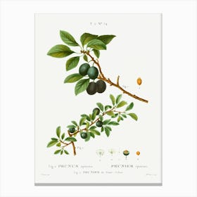 Blackthorn, Pierre Joseph Redoute Canvas Print