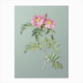 Vintage Shining Rosa Lucida Botanical Art on Mint Green n.0507 Canvas Print