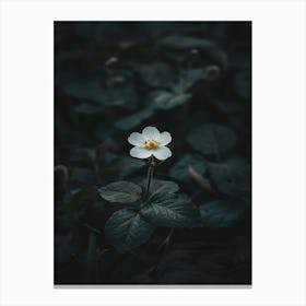 White Flower In The Dark 35 Canvas Print