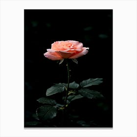 Pink Rose 54 Canvas Print