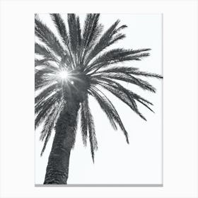 Black And White Palm Tree Canvas Print