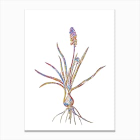 Stained Glass Muscari Ambrosiacum Mosaic Botanical Illustration on White n.0059 Canvas Print