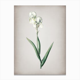 Vintage Tall Bearded Iris Botanical on Parchment Canvas Print