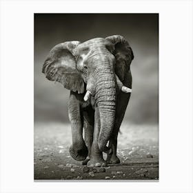 Elephant In The Savannah Canvas Print