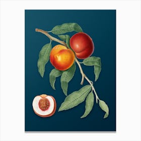 Vintage Walnut Botanical Art on Teal Blue Canvas Print