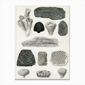 Collection Of Various Fossil, Oliver Goldsmith Canvas Print