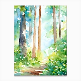 Watercolor Of A Forest Path 1 Canvas Print