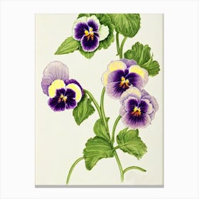 Pansy Vintage Botanical Flower Canvas Print