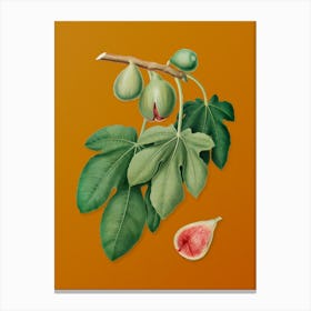 Vintage Fig Botanical on Sunset Orange n.0540 Canvas Print