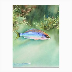 Dottyback Storybook Watercolour Canvas Print