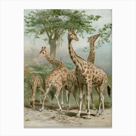 Vintage Brehm 1 Giraffe Canvas Print