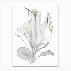 Zantedeschia Floral Quentin Blake Inspired Illustration 4 Flower Canvas Print