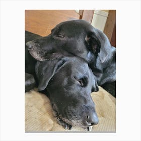 Two Black Labs taking a nap Canvas Print