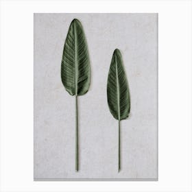 Tropical Strelitzia Leaveas Canvas Print