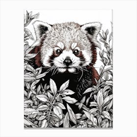 Red Panda Hiding In Bushes Ink Illustration 2 Canvas Print