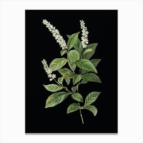 Vintage Virginia Sweetspire Botanical Illustration on Solid Black n.0225 Canvas Print