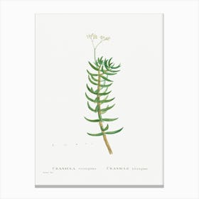 Crassula Tetragona, Pierre Joseph Redoute Canvas Print