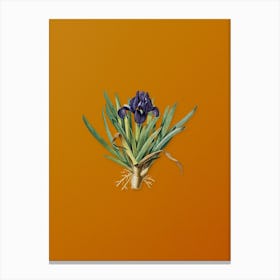 Vintage Pygmy Iris Botanical on Sunset Orange n.0388 Canvas Print