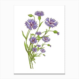 Cornflowers.uk Canvas Print