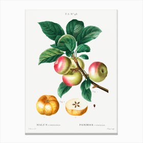 Apple (Malus Communis), Pierre Joseph Redoute Canvas Print