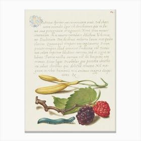 Hyacinth, Black Mulberry, And Caterpillar From Mira Calligraphiae Monumenta, Joris Hoefnagel Canvas Print