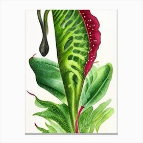 Hart's Tongue Fern Wildflower Watercolour 1 Canvas Print