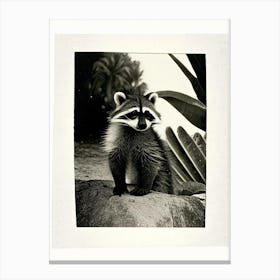 Cozumel Raccoon Vintage Photography Canvas Print