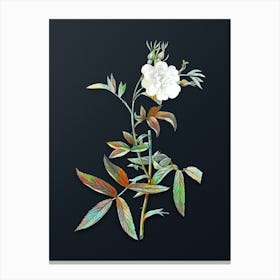 Vintage White Rose of York Botanical Watercolor Illustration on Dark Teal Blue n.0273 Canvas Print