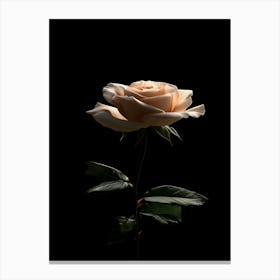 Rose On A Black Background 28 Canvas Print