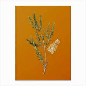 Vintage Swamp Paperbark Branch Botanical on Sunset Orange Canvas Print
