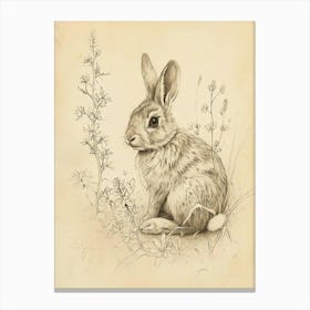 Chinchilla Rabbit Drawing 1 Canvas Print