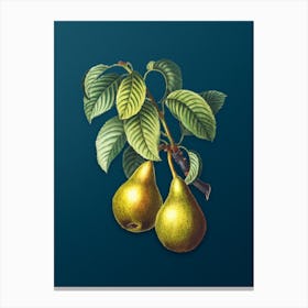 Vintage Pear Botanical Art on Teal Blue n.0278 Canvas Print