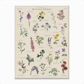 Wildflowers Illustrated Botanical Art Print Canvas Print