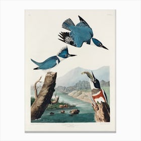Belted Kingfisher, John James Audubon Canvas Print