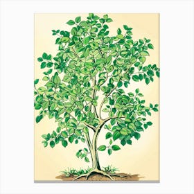 Boxwood Tree Storybook Illustration 3 Canvas Print