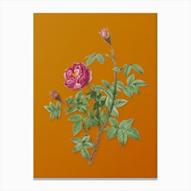 Vintage Moss Rose Botanical on Sunset Orange n.0074 Canvas Print