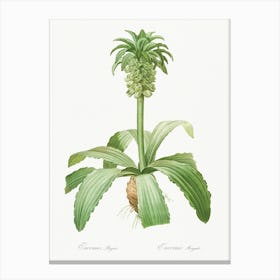 Eucomis Regia, Pierre Joseph Redoute Canvas Print