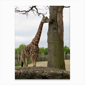 Giraffe next to a tree Canvas Print