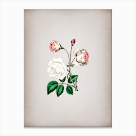 Vintage Ruga Rose Flower Botanical on Parchment n.0812 Canvas Print